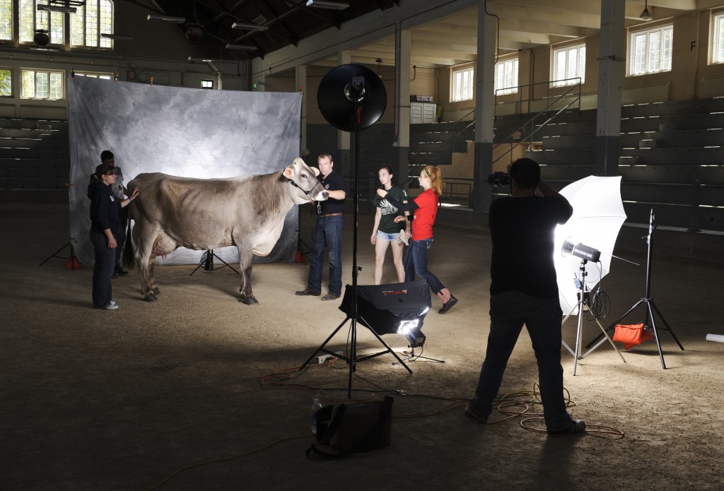 cow_photo_shoot13_1193
