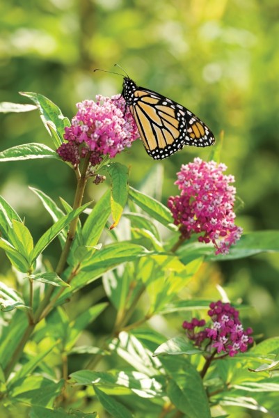 milkweed