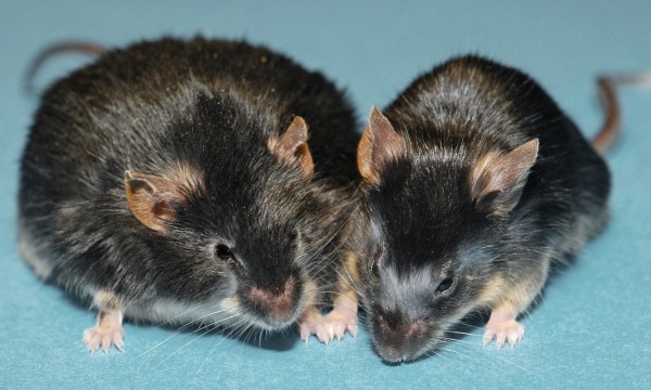 mice