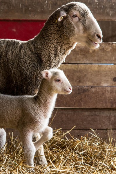 Arlington sheep