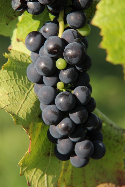 grapes