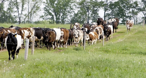 mba of dairy crop