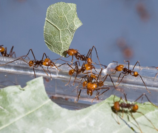 ants_large horizontal