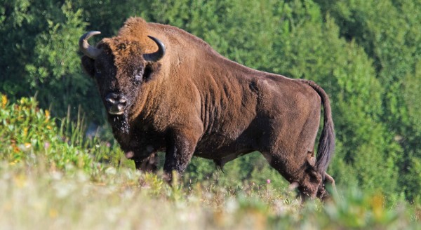 European bison