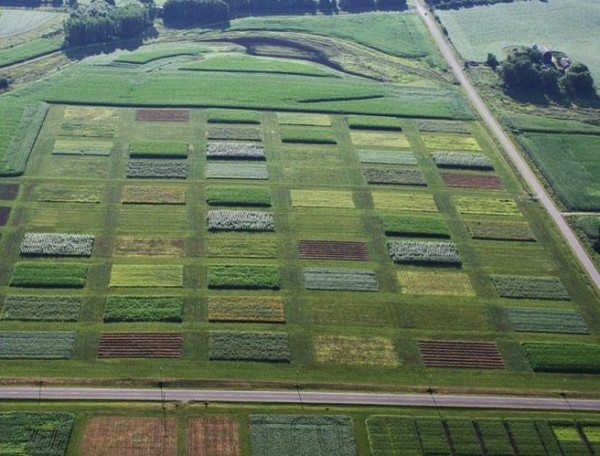 Oates-biofuels-field