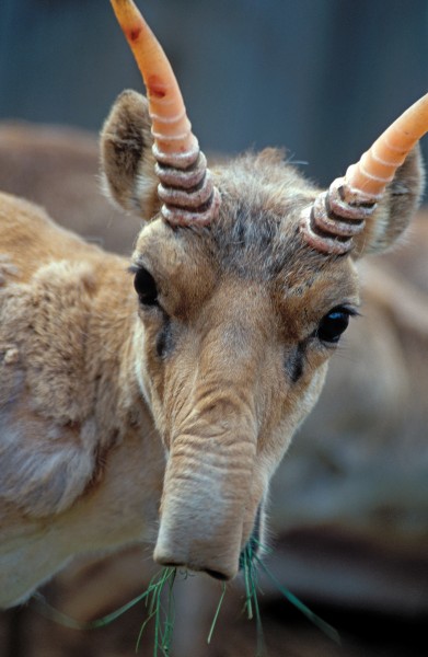 Saiga antelope