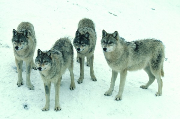 Wolves Lange