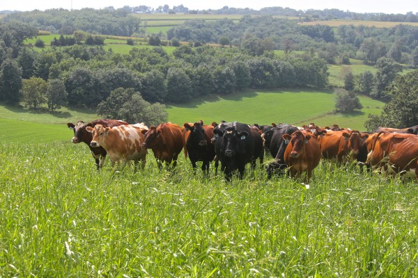 cows in pasture