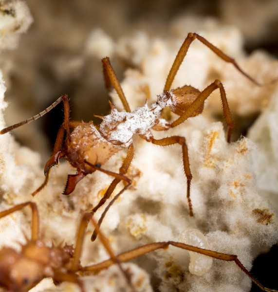 Ant worker covered in white bacterium. The bacterium produces antibiotics that protect the colony from pathogens. Photo by Don Parson