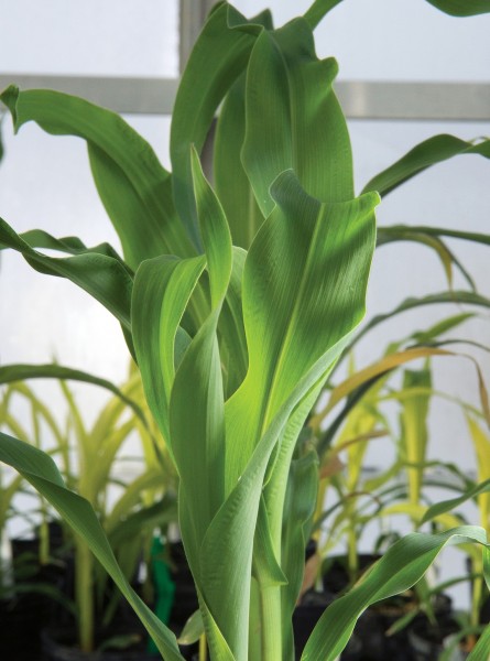corn stalks