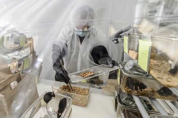 germ-free mice