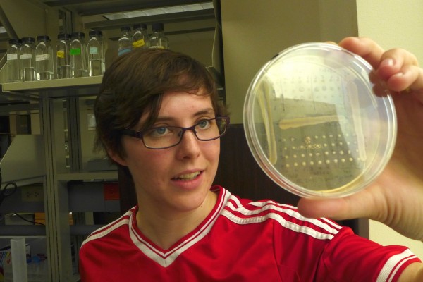 Lager yeast 1