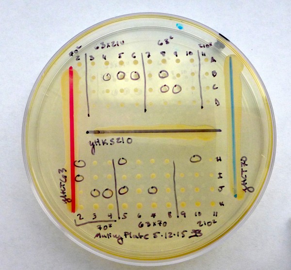 Lager yeast 2