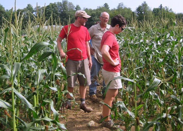 SOSS sweet corn varieties