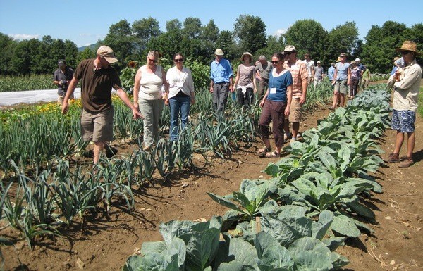 SOSS walking among vegetables crop