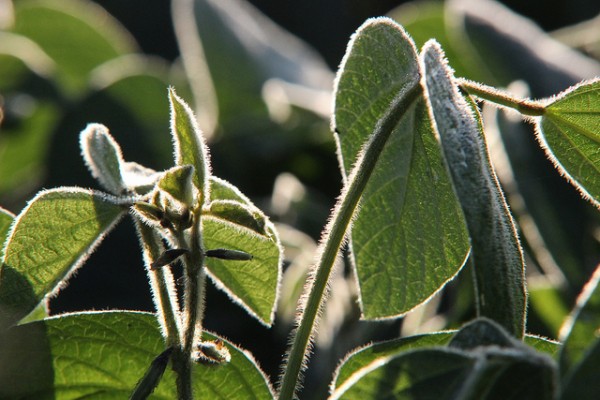 soybean
