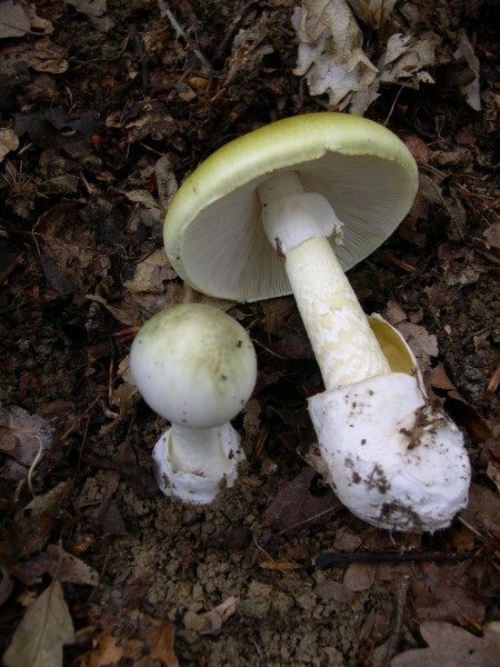Amanita_phalloides_1