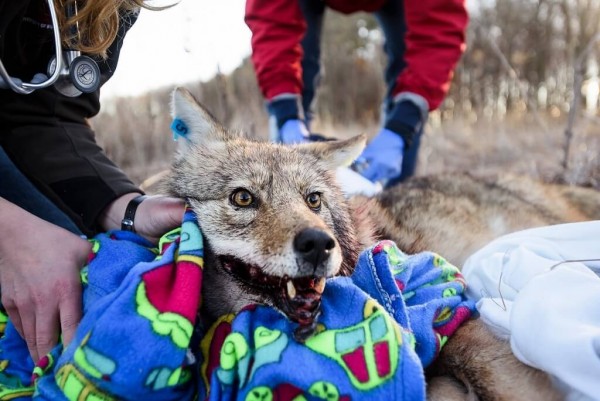 Coyote opens eyes
