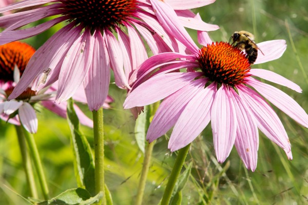 bee on flower