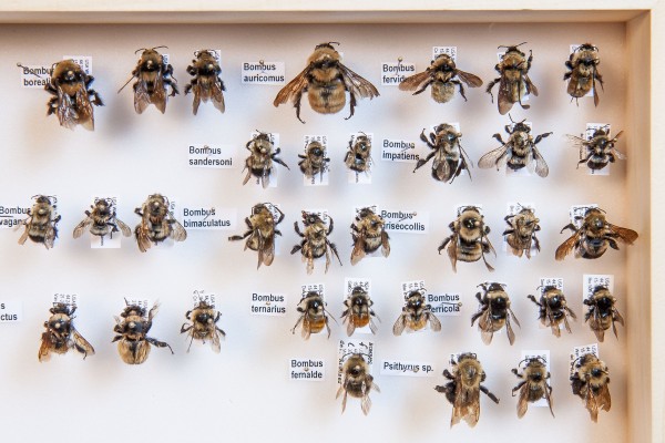 bees