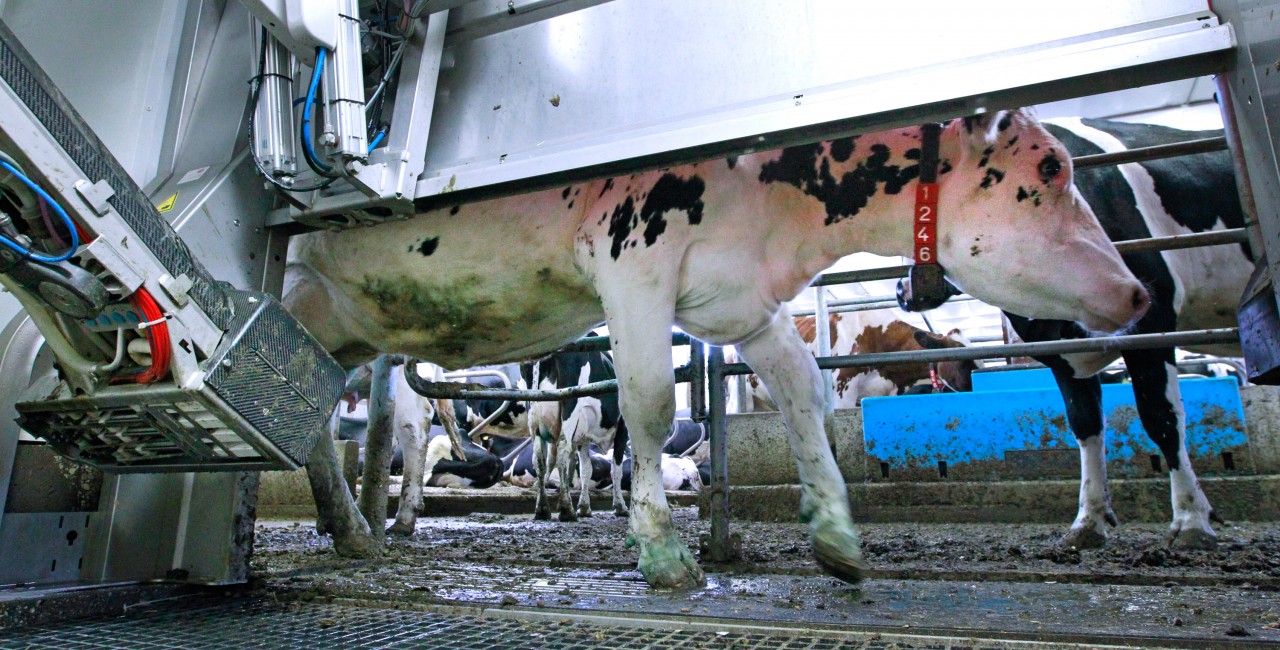 A dairy cowwalks into a stall to be milked by a robotic machine (boom at left) Wednesday, May 21, 2014 on the farm of Jeff and Jo Berg in La Crosse, Wis. The family installed the robotic milking machine to milk their 60 head a dairy cows. It allows them to operate their farm more efficiently and places less stress on the cows. Jeff got a grant for the robotic milker two years ago through a UW Extension program called Agribility for farmers with disabilities. Jeff was diagnosed with multiple sclerosis several years ago. allow the cows to set their own hours, lining up for automated milking five or six times a day — turning the predawn and late-afternoon sessions around which dairy farmers long built their lives into a thing of the past. With transponders around their necks, the cows get individualized service. Lasers scan and map their underbellies, and a computer charts each animal’s “milking speed,” a critical factor in a 24-hour-a-day operation. The robot also monitors the amount and quality of milk produced, the frequency of visits to the machine, how much each cow has eaten, and even the number of steps each cow has taken per day, which can indicate when she is in heat. MARK HOFFMAN/MHOFFMAN@JOURNALSENTINEL.COM