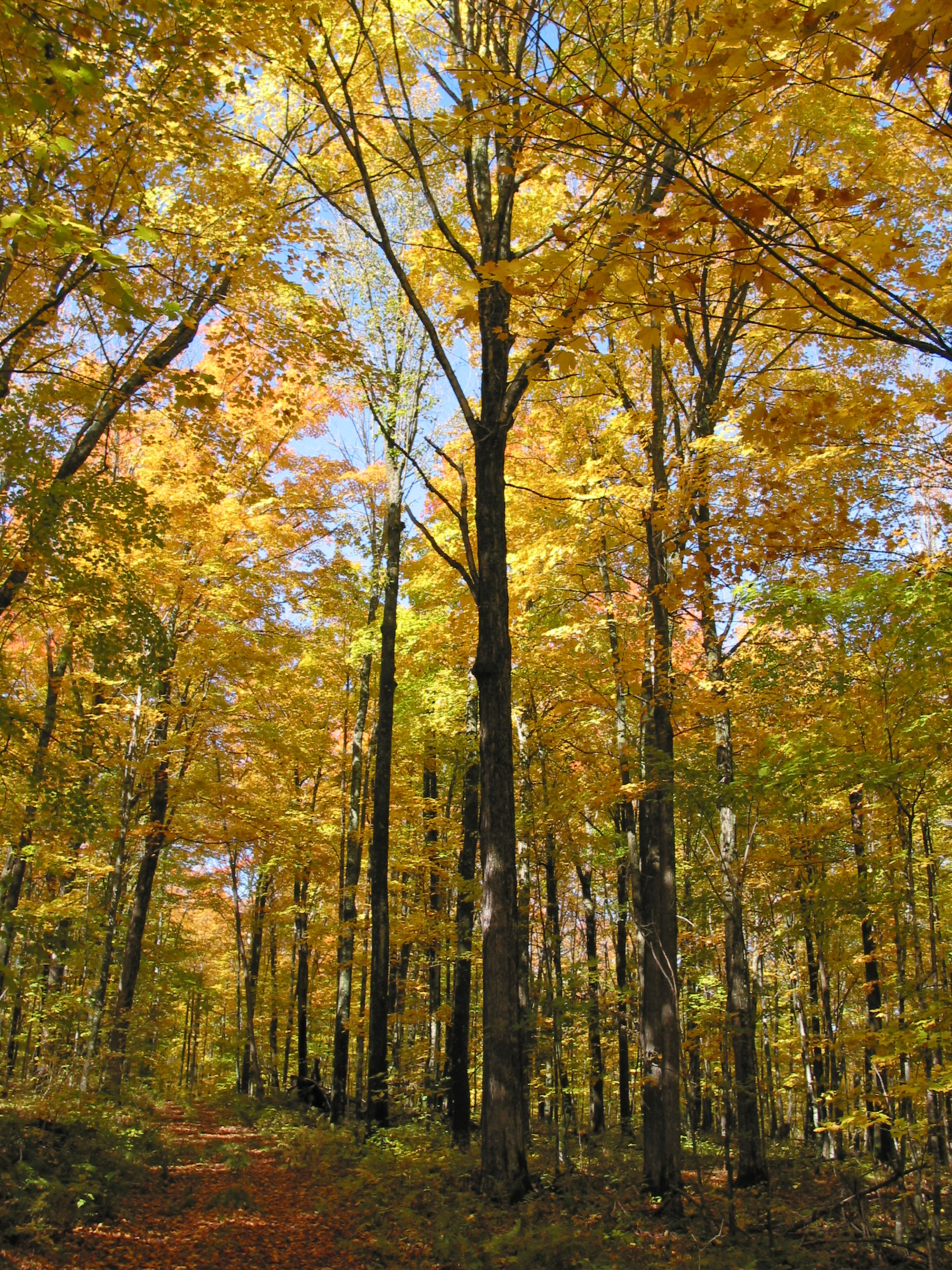 fall-forest