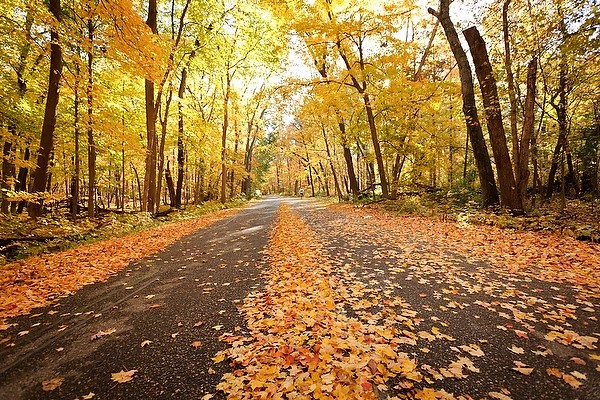 Fallen leaves cover Arboretum Drive near a backdrop of golden tree foliage in Gallistel Woods at the University of Wisconsin-Madison Arboretum during autumn on Oct. 10, 2012. (Photo by Jeff Miller/UW-Madison)