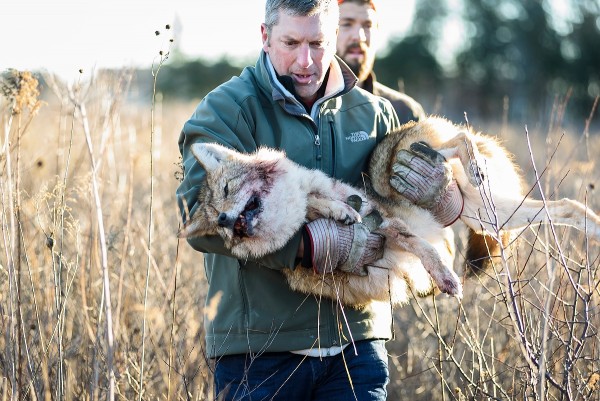 David Drake, associate professor of forest and wildlife ecology, carries a sedated, 36-pound adult coyote caught at Curtis Prairie at the University of Wisconsin-Madison Arboretum as part of a research effort to study the behavior of growing fox and coyote populations in the city of Madison. Pictured behind at right wearing an orange hat is graduate student Marcus Mueller. The research, called the UW Urban Canid Project and led by Drake, involves setting fox and coyote restraints, checking the traps twice a day, recording the animals' medical information and attaching radio collars to allow future monitoring. (Photo by Jeff Miller/UW-Madison)
