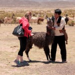 Learning about alpaca raising in Bolivia