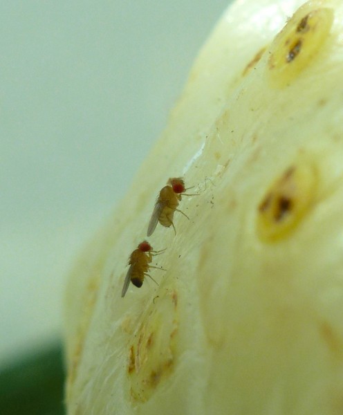 fruit fly
