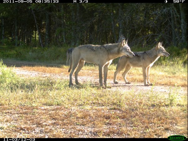 Wolves