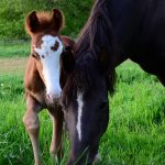 Working with horses develops leadership skills
