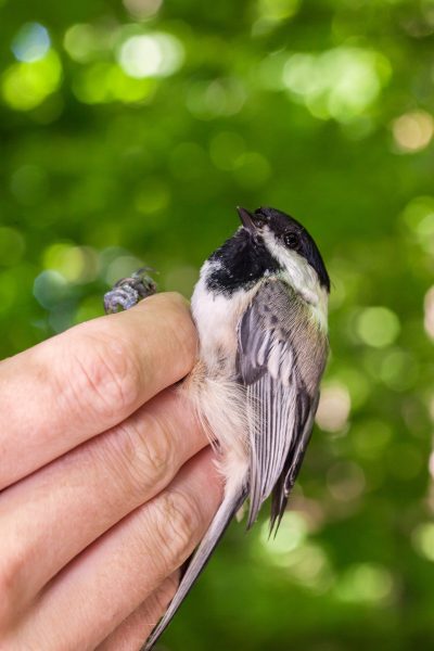 bird
