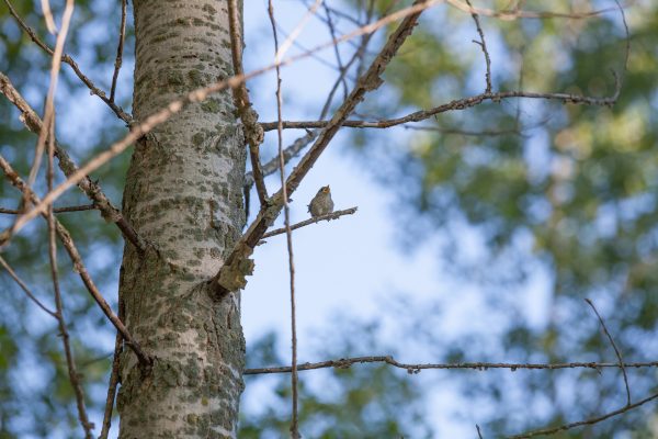 bird in tree