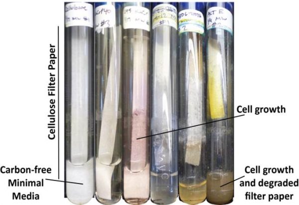 cellulosetesttubes
