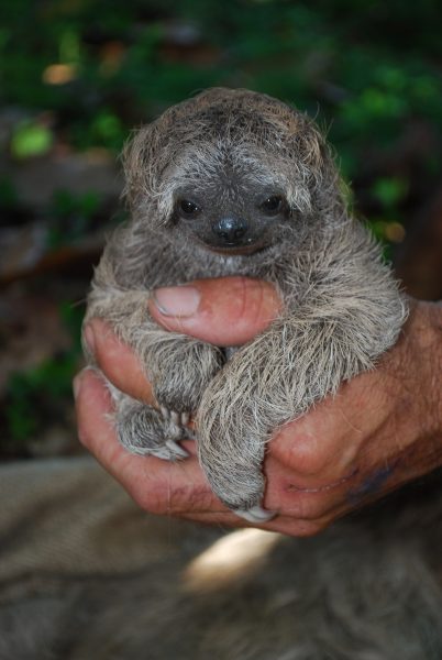 Sloth 1