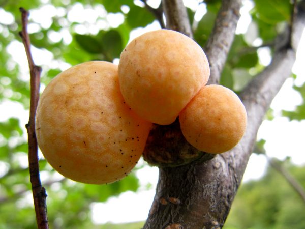 Orange-colored galls