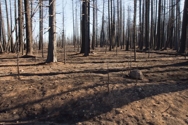 Burned_forest