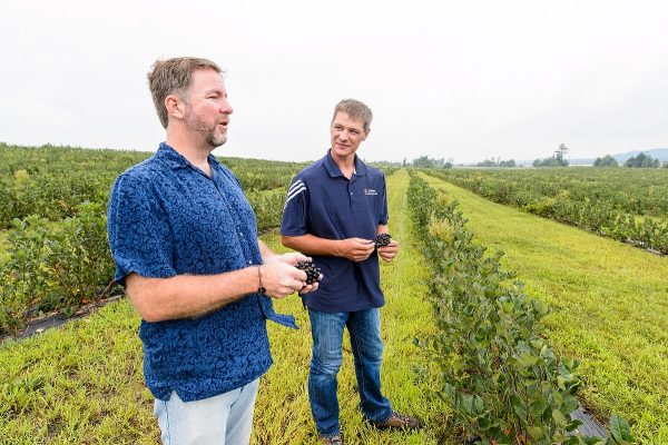 Chris Krueger (left), director of Phytochemical Solutions, and Adam Nemitz (right) examine Nemitz's crop of aronia berries on his farm near Tomah, Wisconsin on Aug. 11, 2016. (Photo by Bryce Richter / UW-Madison)