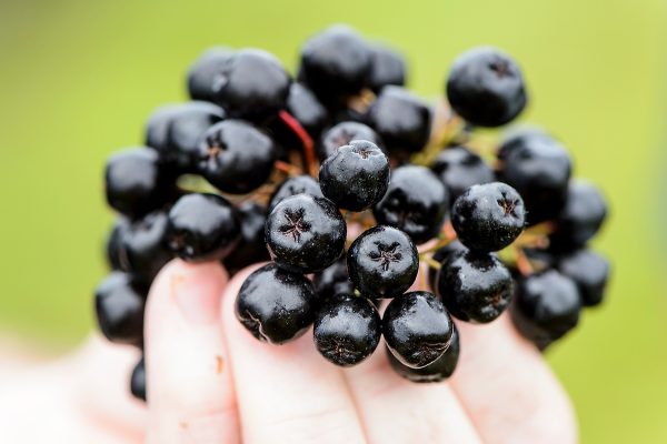 Chris Krueger of Phytochemical Solutions holds up a cluster of aronia berries grown on Adam Nemitz's farm near Tomah, Wisconsin on Aug. 11, 2016. (Photo by Bryce Richter / UW-Madison)