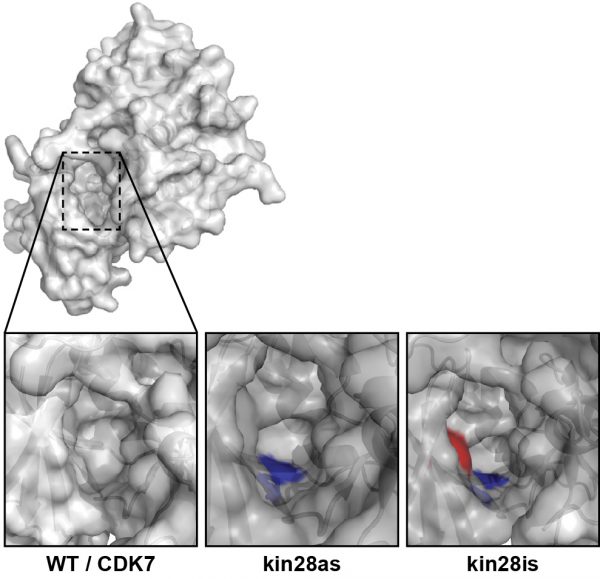 kinase graphic