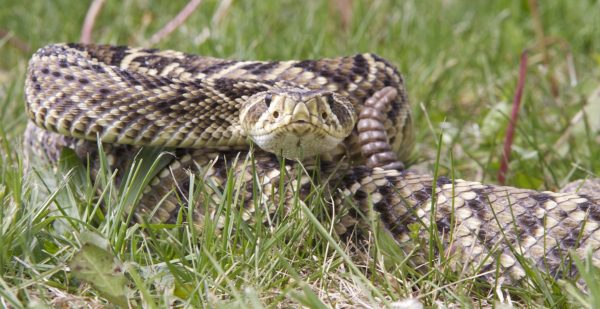An Eastern Diamondback Rattlesnake in a defensive posture ready to strike with its rattle next to its head.  You can easily see directly into both of its heat sensitive pits.