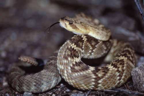 black-tailed rattlesnake