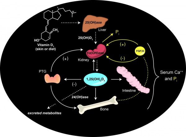 vitamind-pathway