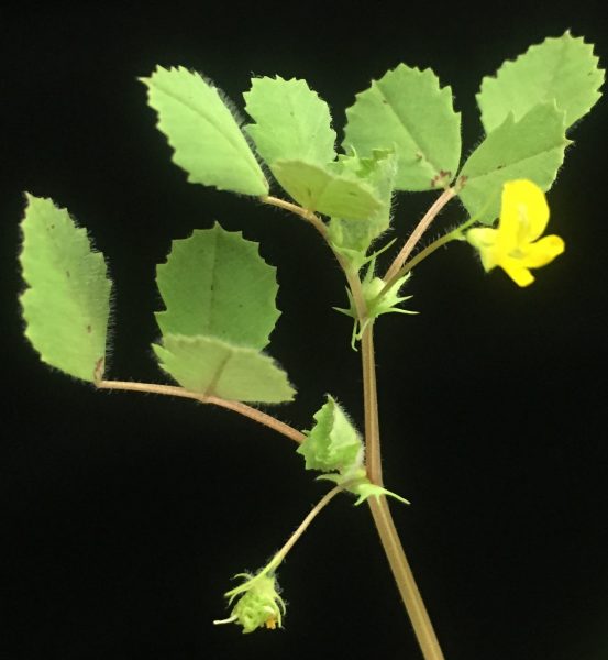 Flowerleafstem1