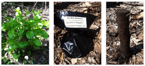buckthorn before after