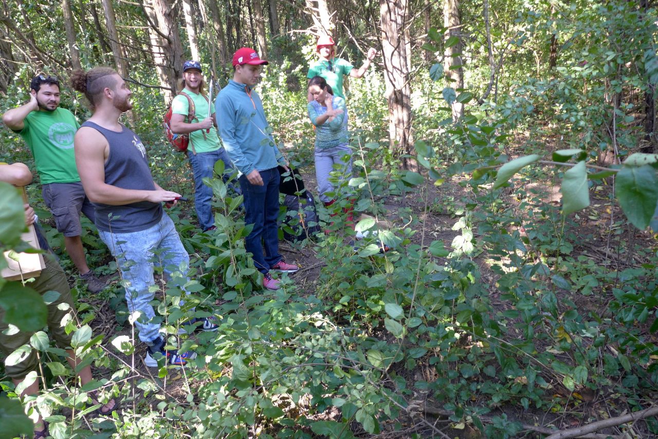 group in forest