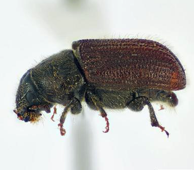 Douglas-fir-beetle