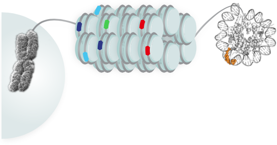 PNAS research image cropped
