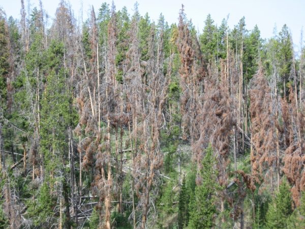 lodgepole pine stand